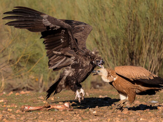Griffon Vulture and Black Vulture. Vultures fighting for food.