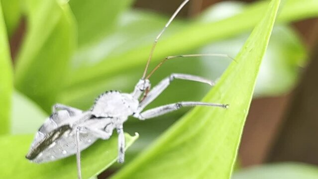 The assassin bug