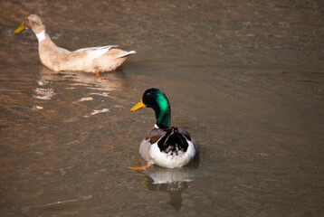 Rouen Mallard Ducks Swimming