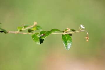 Long-Legged Fly on a Leaf