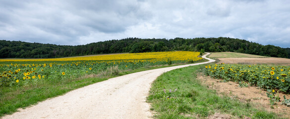 Fototapeta na wymiar countryside in parc national des forets with fields and sunflowers
