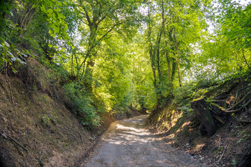 Obraz premium Tunnel of bushes and trees on a country road in the Zadni Treban. Czech