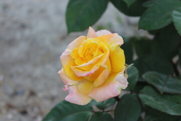 rosa amarilla