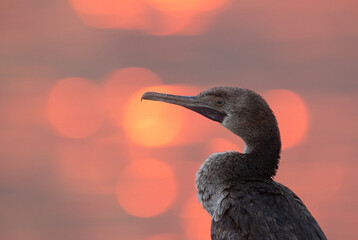 Socotra cormorant and bokeh of light at the backdrop during sunrise, Bahrain