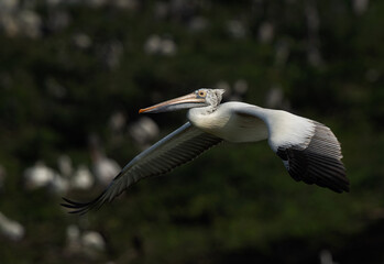 Spot-billed pelican at Uppalapadu Bird Sanctuary, India