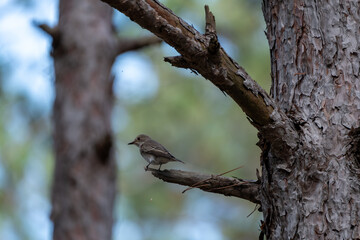 A bird perched on a tree branch