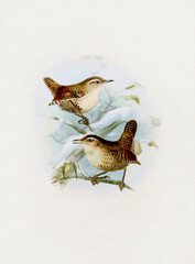 Beautiful bird illustration. Wrens