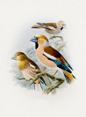 Fototapeta premium Beautiful bird illustration. Finch birds