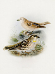Beautiful bird illustration. Sparrows