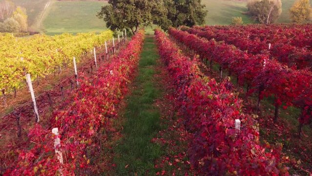  Beautiful aerial panoramic view autumn vineyard shot at sunset.Castelvetro, Modena province, Emilia Romagna, Italy.Lambrusco vineyards.Beautiful Italian Landscape