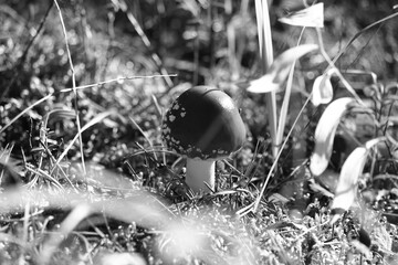 mushroom in the forest