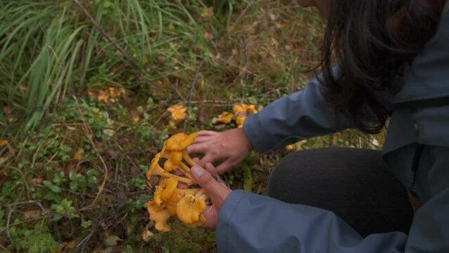 Woman foraging wild chanterelles in the woods, Scotland, UK