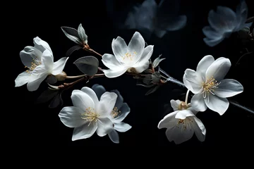 Foto op Canvas A beautiful arrangement of white flowers on a contrasting black background © DCoDesign