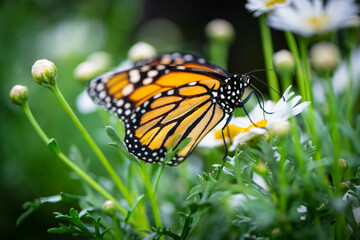 butterfly on a flower