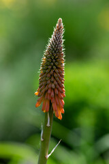 Kniphofia uvaria bright orange red ornamental flowering plants on tall stem, group tritomea torch lily red hot poker flowers