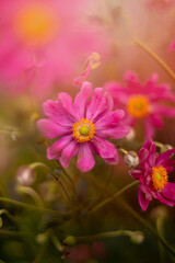 Obraz premium Kwiat różowy i letni ogród. Zawilec japoński, ujęcie makro