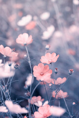 Różowy, letni kwiat kosmos pierzasty (Garden cosmos), ujęcie makro - obrazy, fototapety, plakaty