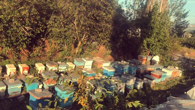 Ardahan, Turkey-08.06.2023:caucasian bees, honey and beekeeper image