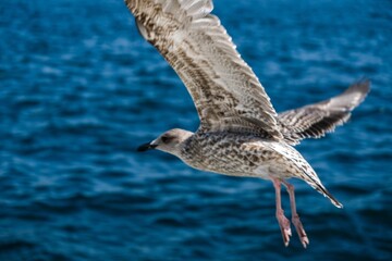 Image of a flying seagull