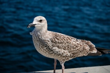 seagull on the beach