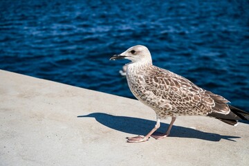 seagull on the beach