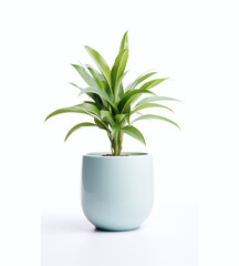 Light blue pot with a plant on a white background