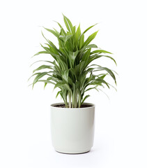 White pot with a beauty plant on a white background
