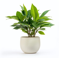 A beauty green plant in a modern pot on a white background