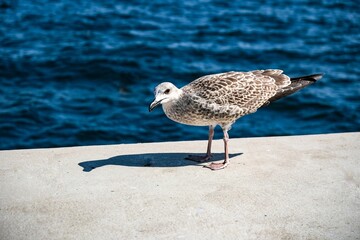 seagull on the beach
