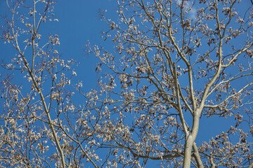 Tree branches against a bright blue sky. 