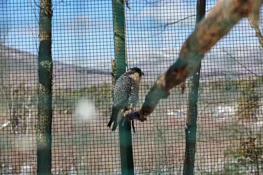 Gray bird in a cage with snowy mountains in the background. 