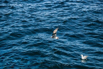 Image of a flying seagull