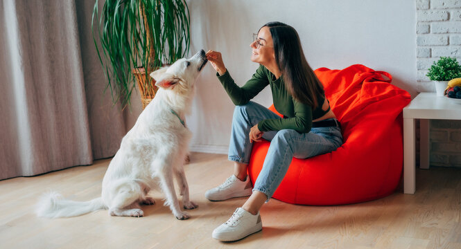 Animal, pet, dog, adoption, shelter, socialized, rescued. Young happy stylish woman plays with her fluffy white dog at home