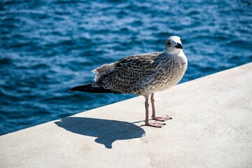 seagull on the beach