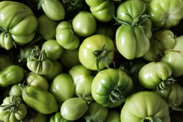 Close up of harvest of lush green tomatoes