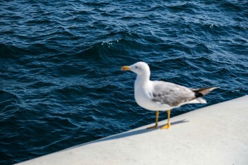 seagull on the beach