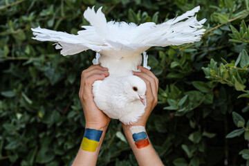 A child holding a dove with painted hands, with the flags of Russia and Ukraine, in the context of...