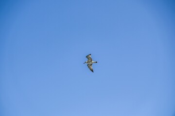 Image of a flying seagull