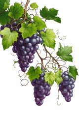 Bunch of grapes, transparent background