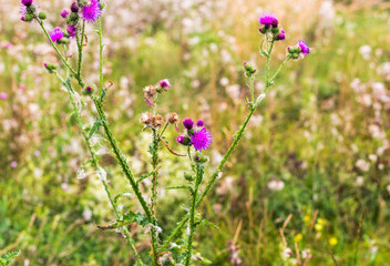 Concept shot of the field with wild flowers. Nature