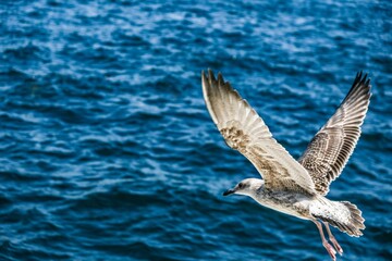 Image of a flying seagull