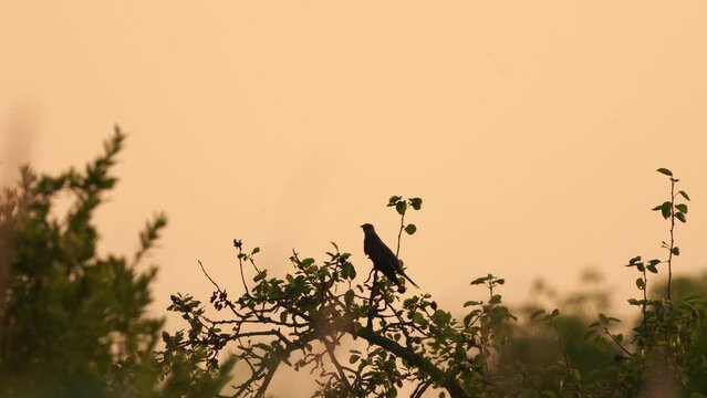 The silhouet of a common cuckoo (Cuculus canorus) in the evening light