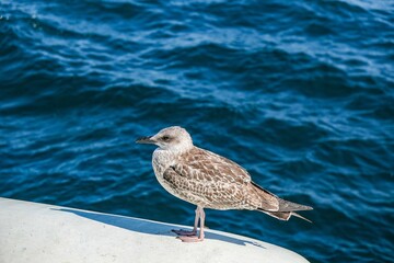 close-up photo of a seagull by the sea