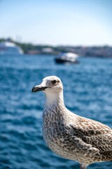 close-up photo of a seagull by the sea