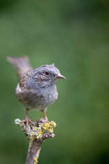 Dunnock (Prunella modularis) in early Autumn. Perched on a bare branch with a natural green foliage background - Yorkshire, UK in September