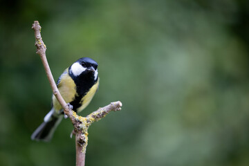 Obraz premium Bold, Colourful Great Tit (Parus major) perched on a Y-shaped bare branch - Yorkshire, UK in September