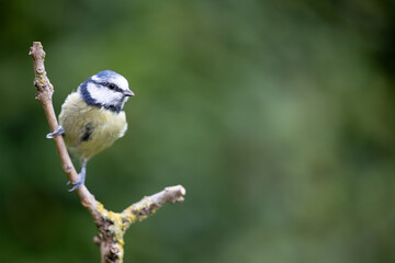 Beautiful Blue Tit (Cyanistes caeruleus) perched on a bare branch - Yorkshire, UK in early Autumn
