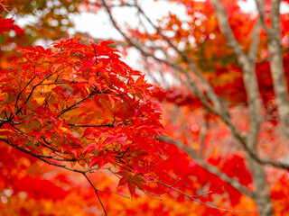 福原山荘の紅葉（北海道河東郡鹿追町北瓜幕）