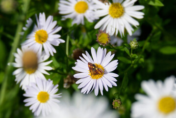 Small Purple and Gold (Pyrausta aurata) moth sitting on a daisy in Zurich, Switzerland