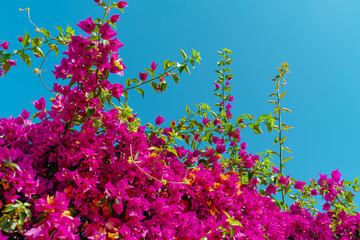 Obraz na płótnie Canvas Pink bougainvillea flowers on sky background at summer